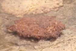 Bobby's Double Prime Beef Burger dengan Patty Daging Sapi Wagyu